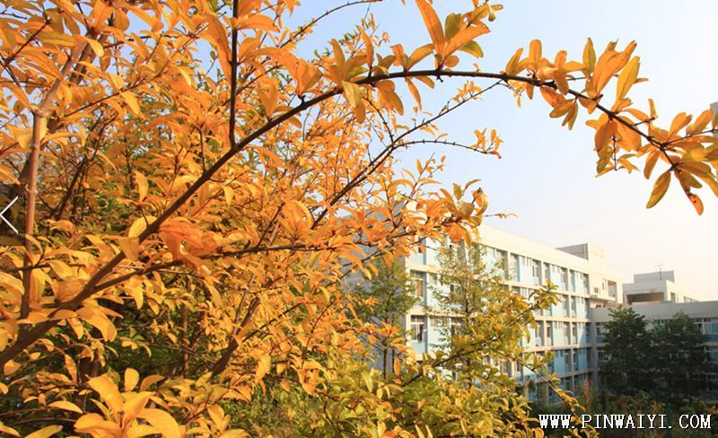 秋季校园.png 秋季校园.png